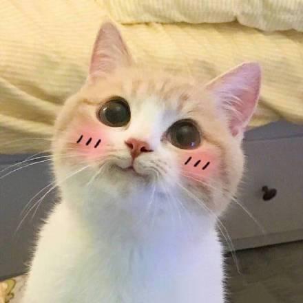 微笑猫咪bobi表情包