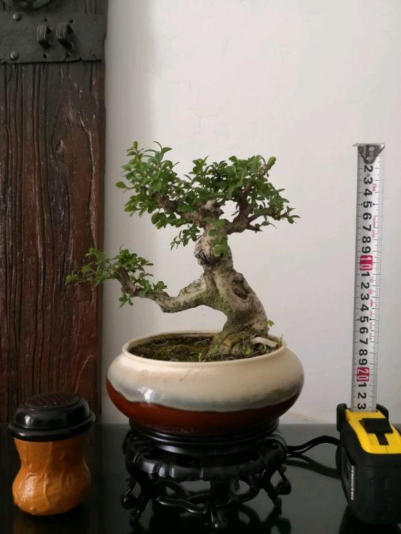 小叶女贞小品