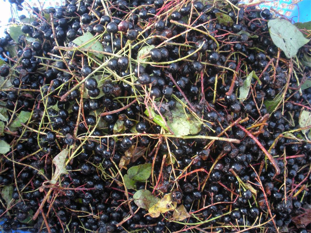 山里一种黑"葡萄",生吃很苦,冷冻后很甜,吃过的人却不多-搜狐大视野