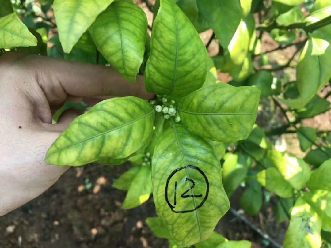 沃柑黄化优地力出手