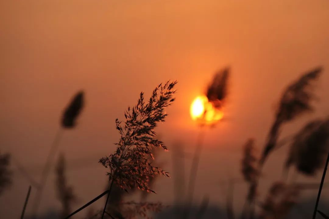 掬一池水,小萤带你看夕阳下的康达