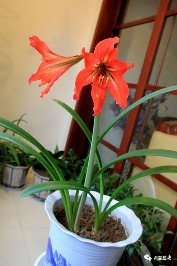 朱顶红光长叶子不开花做好这6点轻松开爆盆