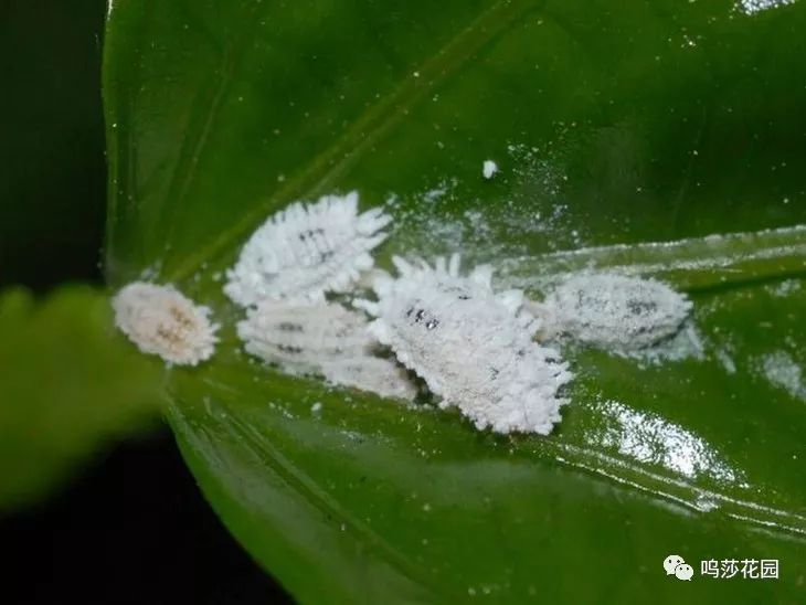 蚧壳虫防治攻略恨它就必须了解它