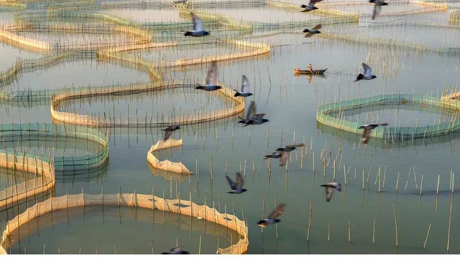 水产养殖过程中围网养鱼网衣附着物有什么害处,如何防除?