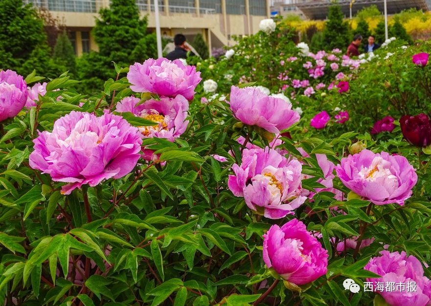 品种多达40种学校主要种植西北牡丹品种群目前种植面积达3800平方米