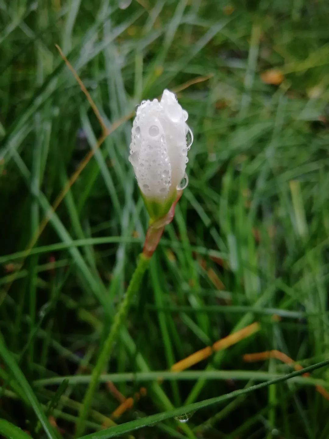 草木川农