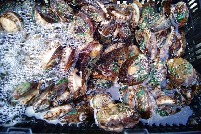 就拿鲍鱼举例,六七月的繁殖期是最佳捕捞季节,此时的鲍鱼肉足肥厚