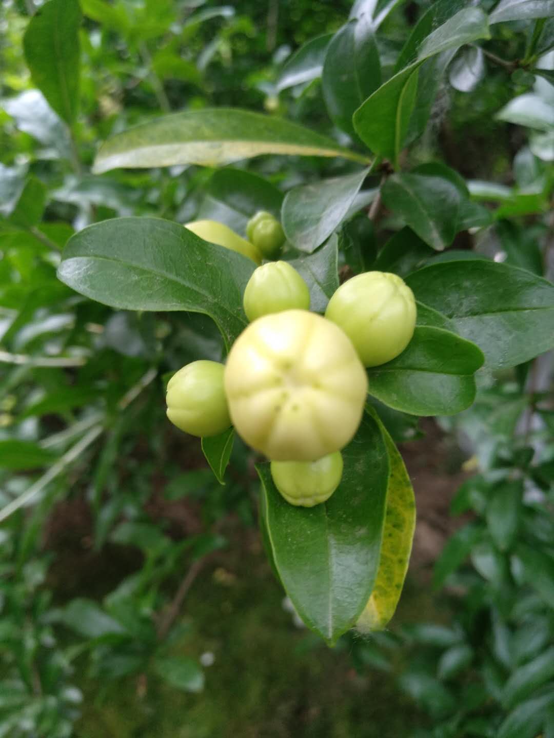 融柔初夏五彩缤纷鸟语花香蝴蝶飞飞蜜蜂飘飘果实初现美景如画