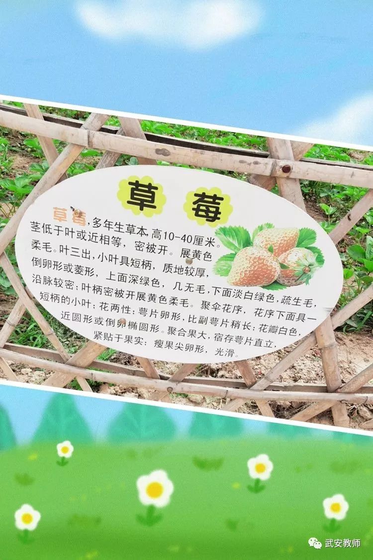 草莓熟了我们来了李石门幼儿园中一班采摘草莓社会实践活动