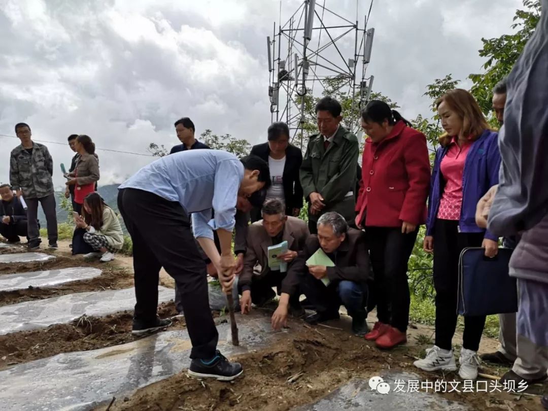 口头坝动态口头坝乡脱贫致富路子广订单辣椒定植忙