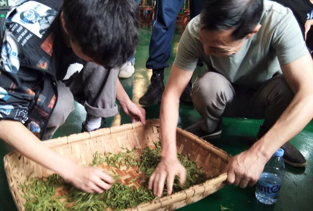 英德紅茶聞名於嶺南大地,清遠鳳霞中學的同學們來到英德的茶園開啟一