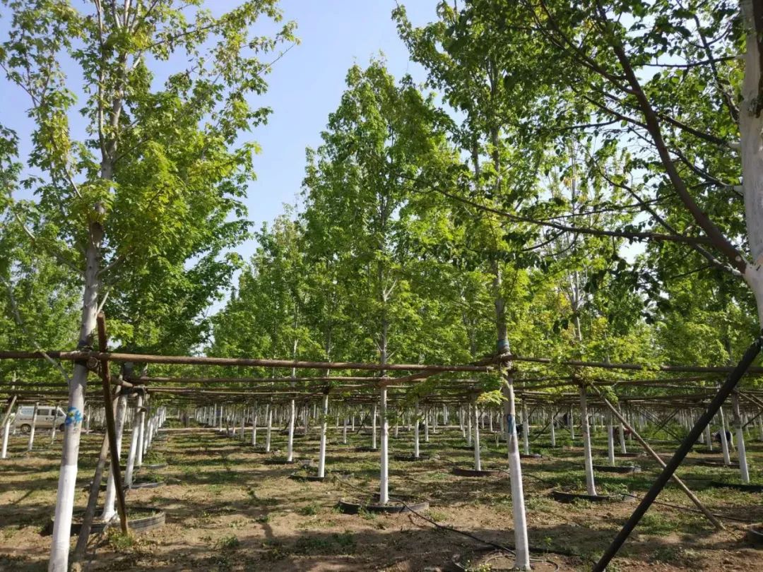 【苗乡行北京线】第二天:心灵震撼的北京乡土苗木_苗圃