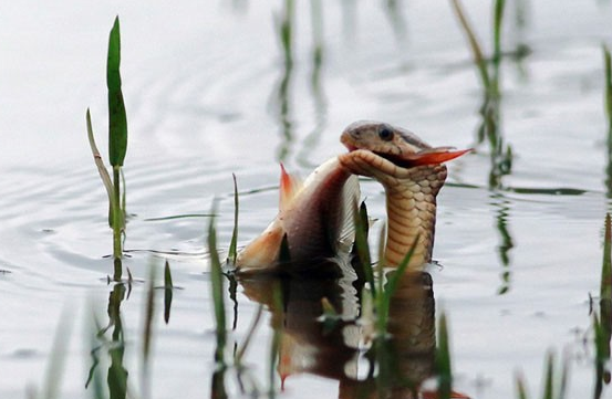 水蛇嘴叼小鱼在水面游:骄傲的向外界展示胜利品