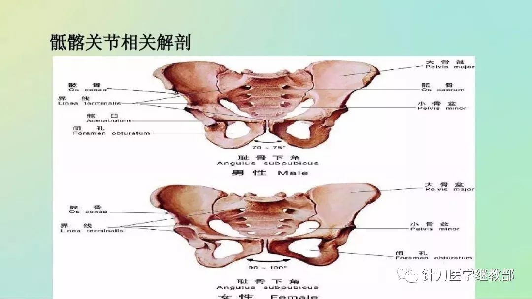 髂骨上缘图片