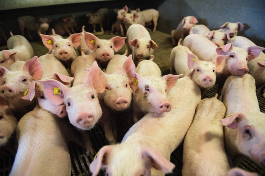 春天也得有荤腥来丹麦吃猪