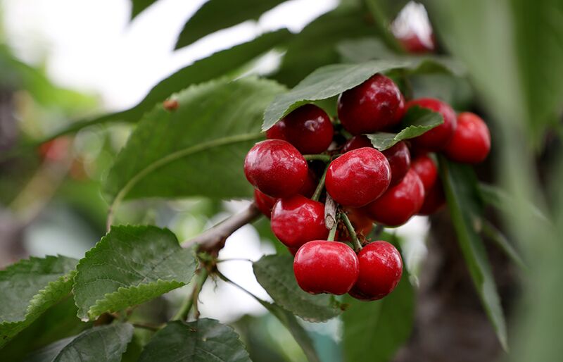 确认过眼神,这不是盆景,是樱桃