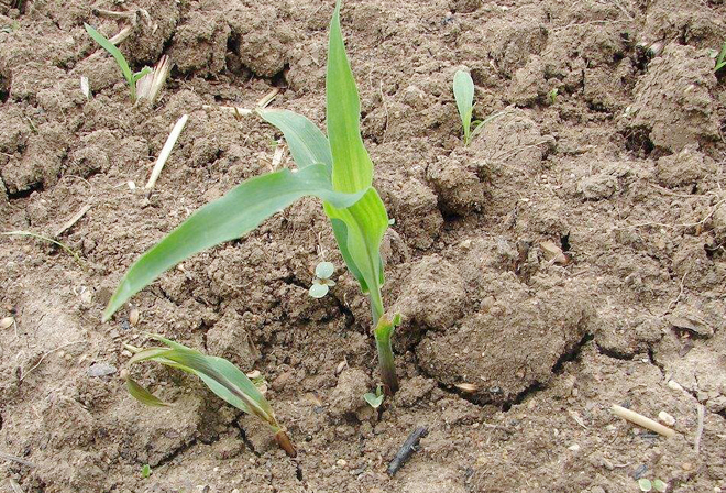 原创玉米出苗后常见的一种现象:叶片发蔫长势弱,提前预防是关键