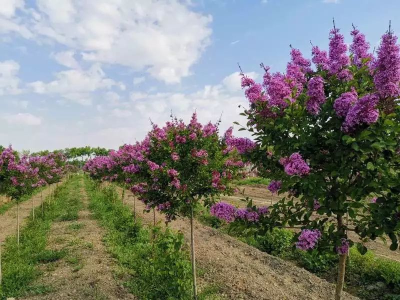 夏季到首府来赏花新品种芳香小乔木南紫丁香闪亮登场