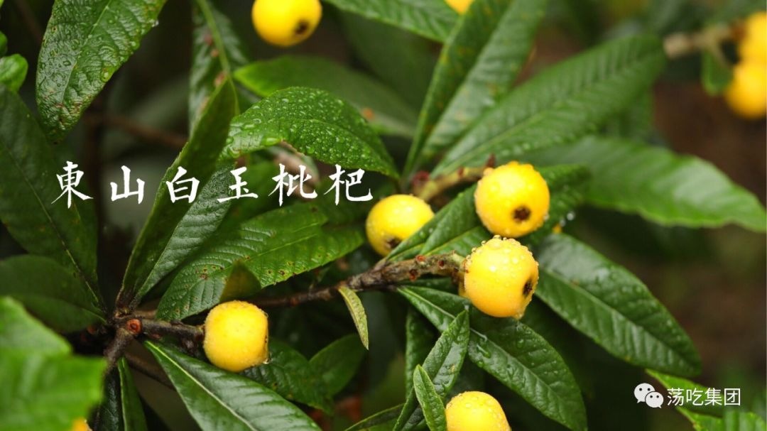 枇杷苗什么品种好