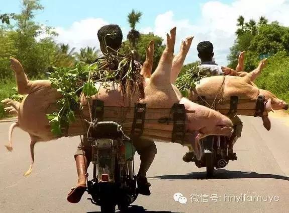 盘点各地的拉猪"猛"车