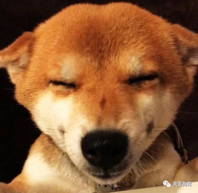好想揉这只网红柴犬的脸,被它邪魅狷狂的笑容撩到了!