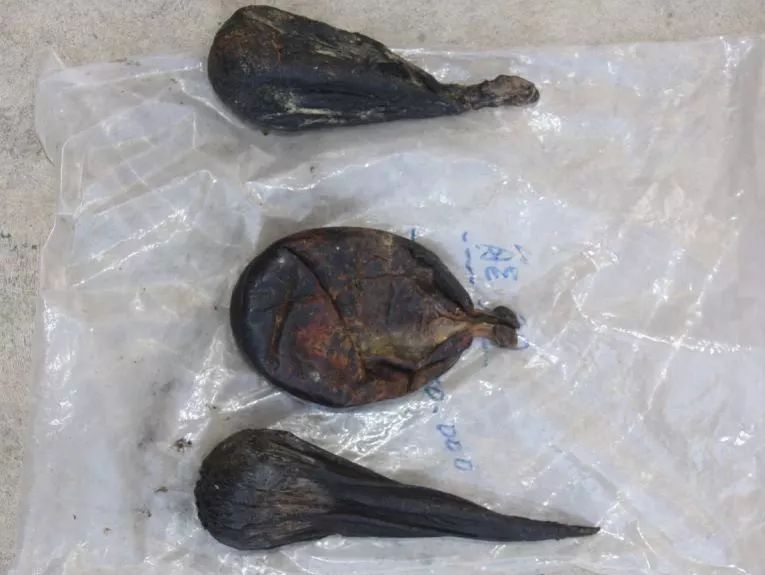 当场从该三轮车所载物品中查获未向海关申报出境的疑似熊胆粉900瓶,一