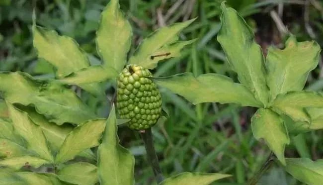 夏季常见8种剧毒植物,每种都能要人命,看见了请远离!