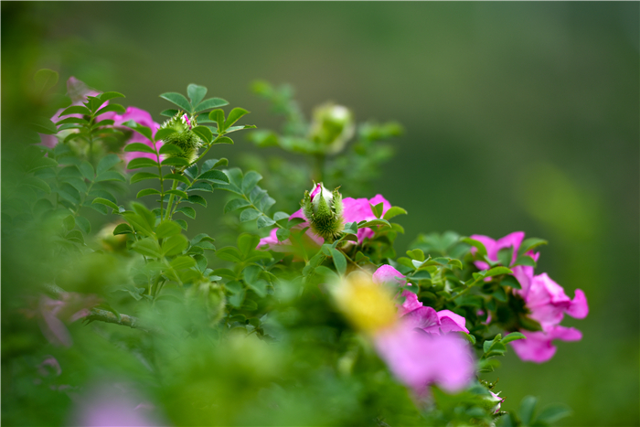 龍里刺梨花開迎客來