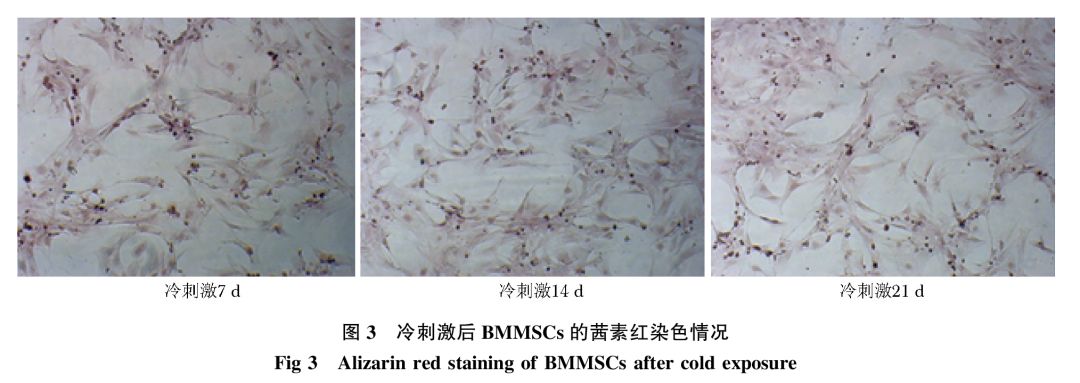 体外观察bmmscs细胞茜素红染色情况18℃组细胞与37℃标准组(未加