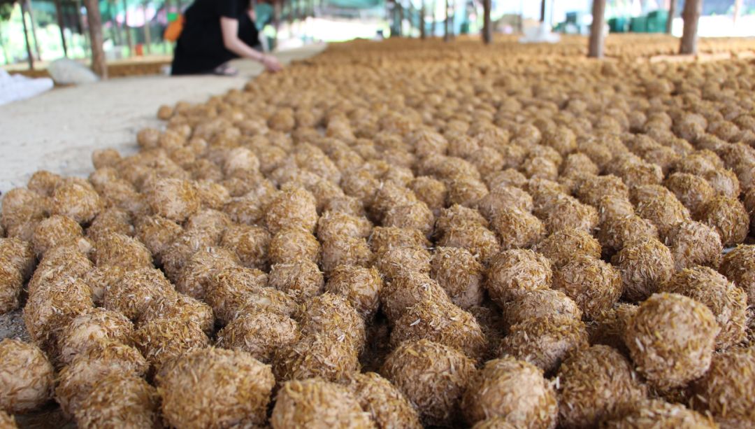 安州人返乡创业开4000平米皮蛋养殖加工厂年产几百万