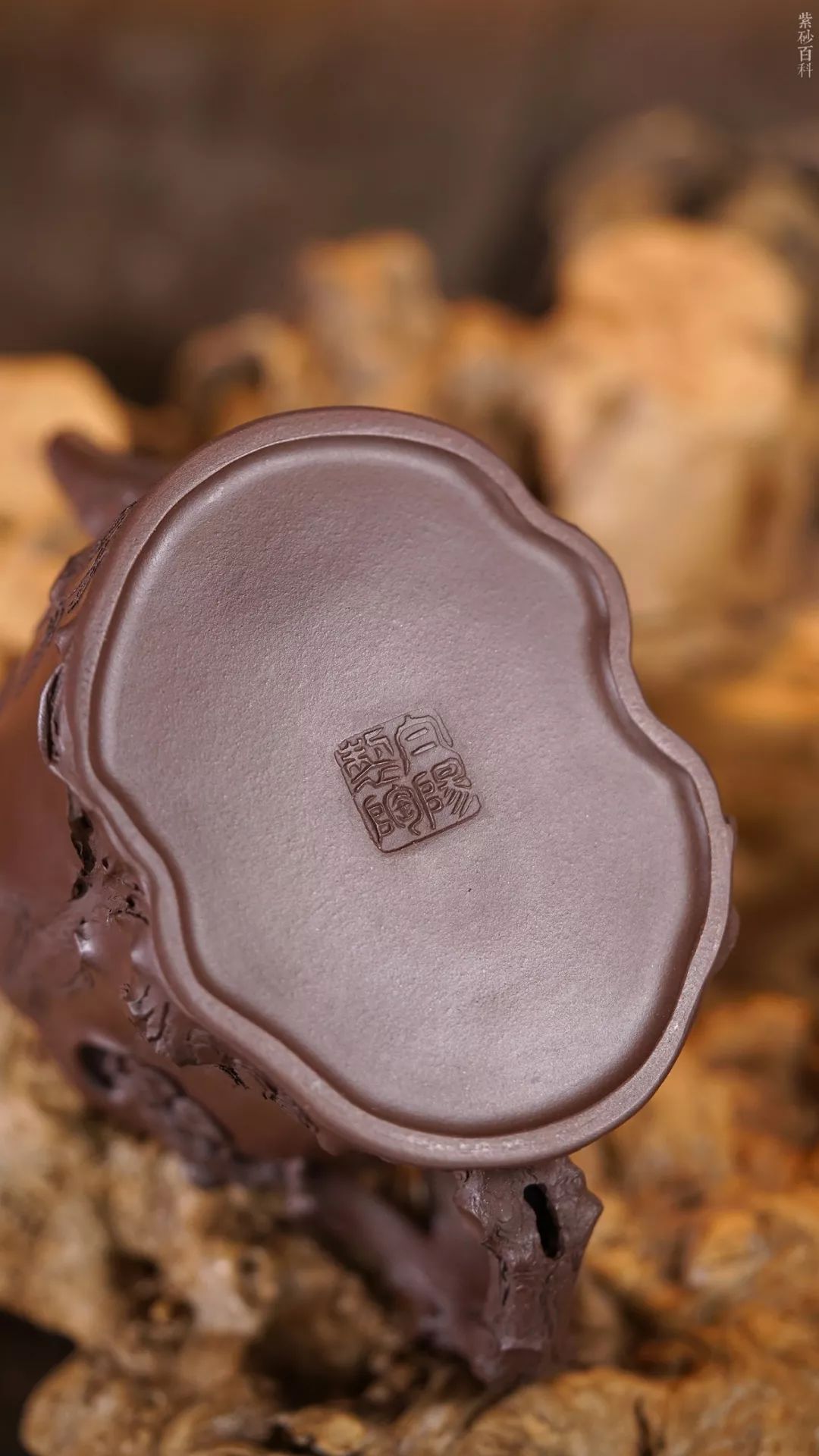 匠心| 锦松 · 白阳_紫砂