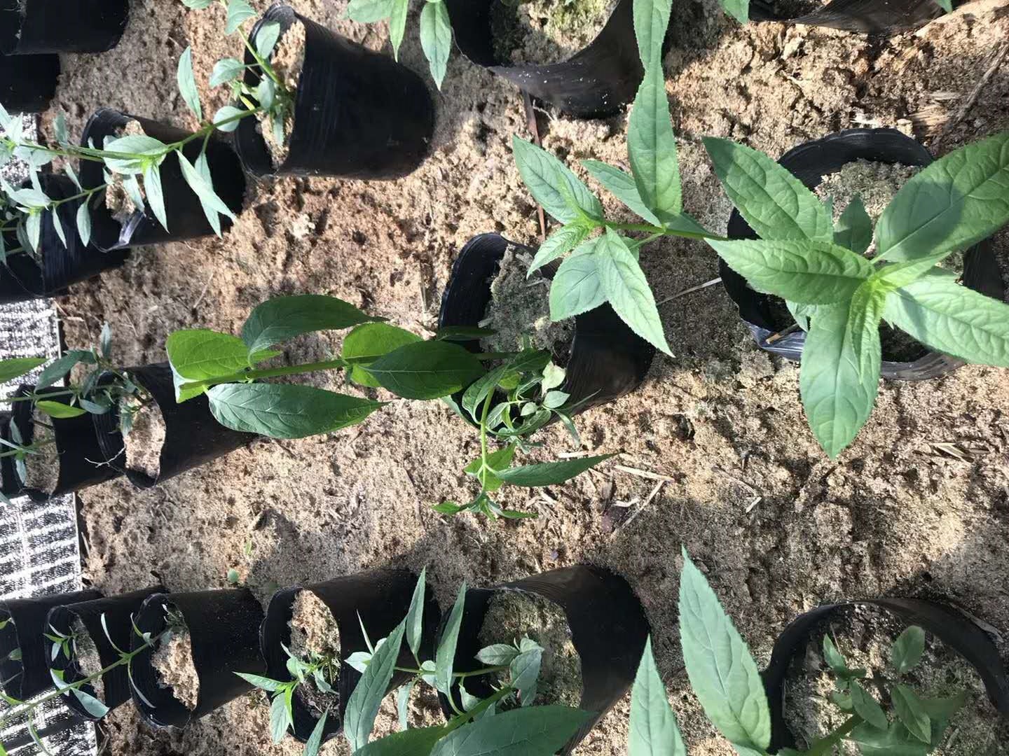 雲南文山丘北一種藥食兩用型野果紅果參種植很熱