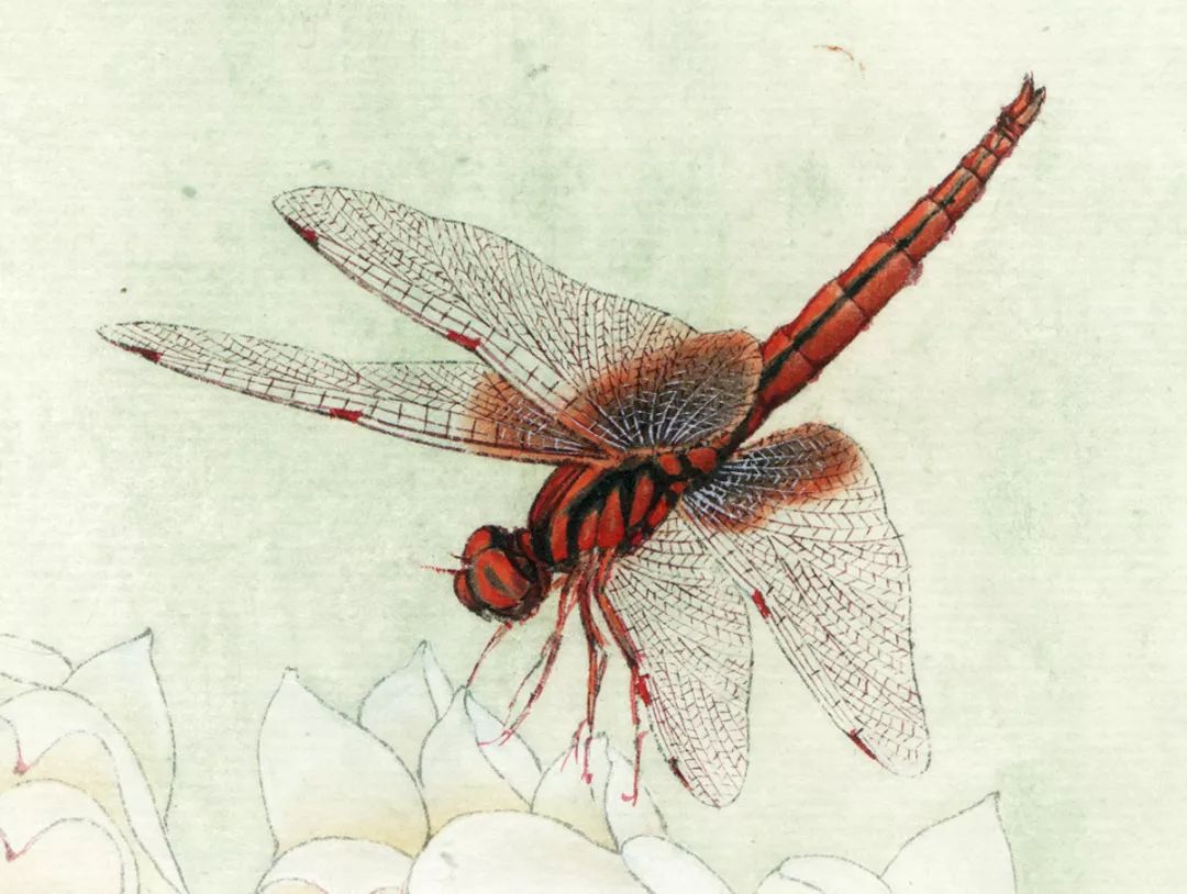 红蜻蜓画法图片