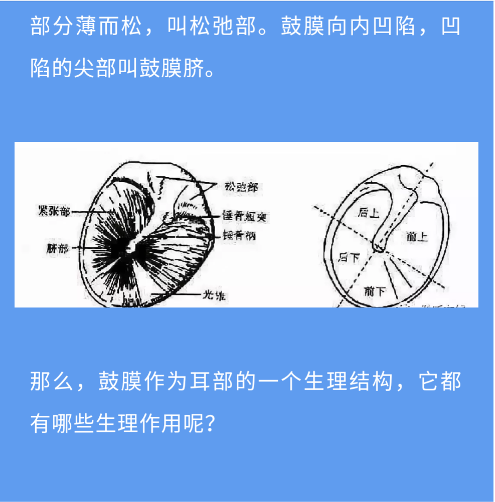 鼓膜四个象限解剖图图片