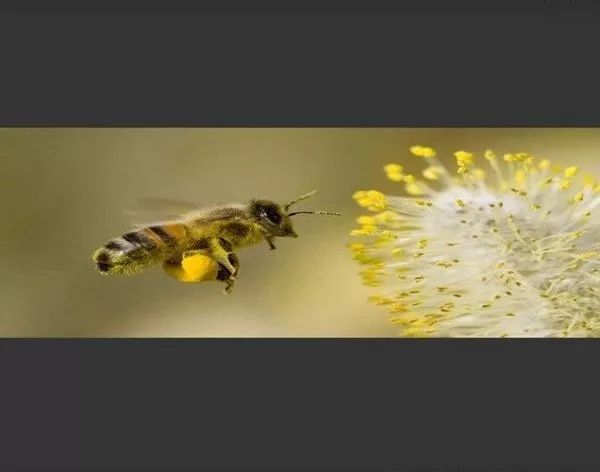 新港城幼儿园课程故事勤劳的小蜜蜂