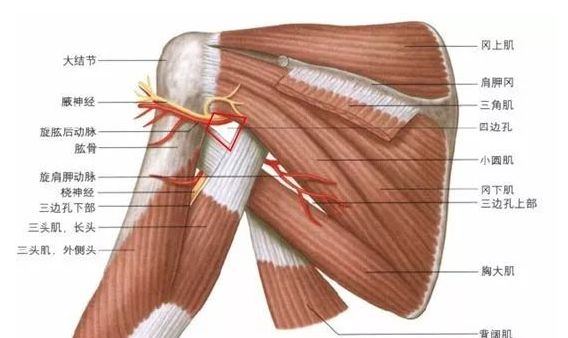 小圆肌的位置图片