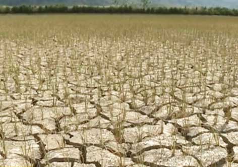 云南:西双版纳干旱严重 勐海县万亩水稻受灾