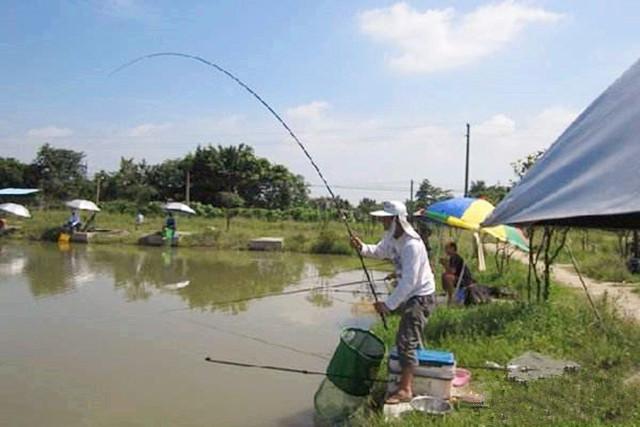 釣位的選擇和下鉤時機黑坑就是人工養殖的魚塘,專門供釣友們來垂釣的