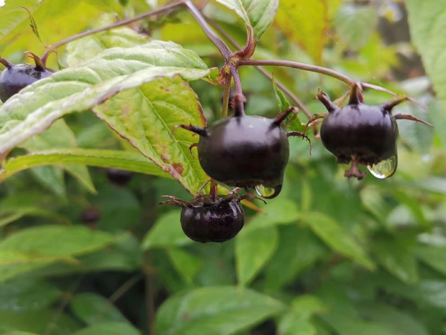 云南文山丘北一种药食两用型野果红果参种植很热