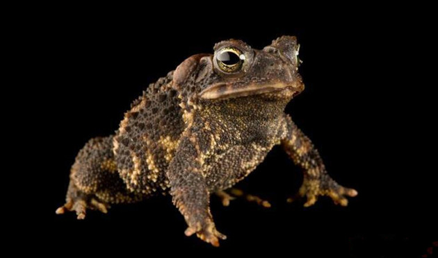 图集近半数的两栖物种正走向灭绝