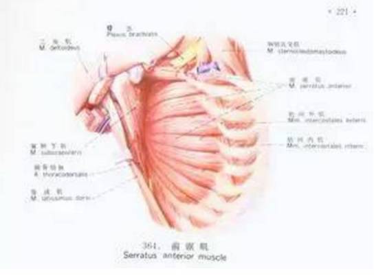 胸長神經:在鎖骨上方發自臂叢,沿前鋸肌外側面下降,並支配該肌.