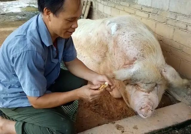 茂名1300斤猪王曾上过省电视台是否躲过一劫