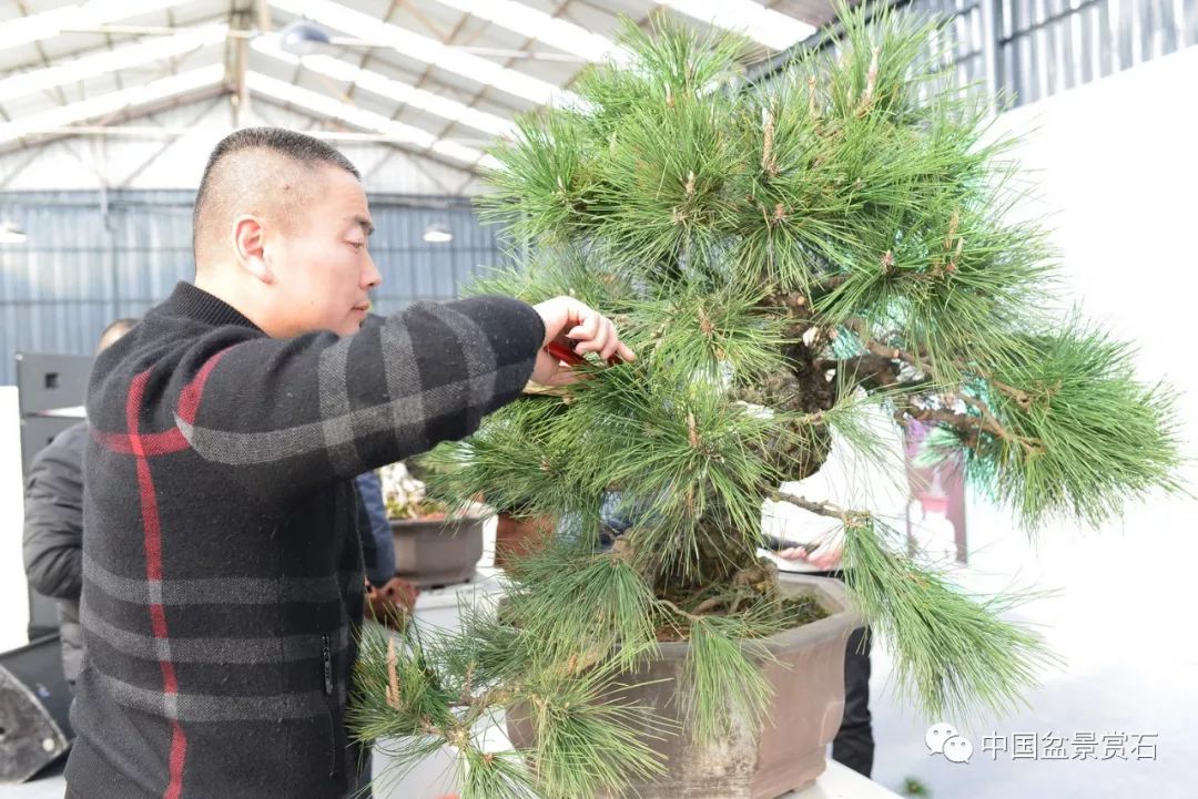 咬定青山不放松,看龙飙如何铸松魂!_盆景