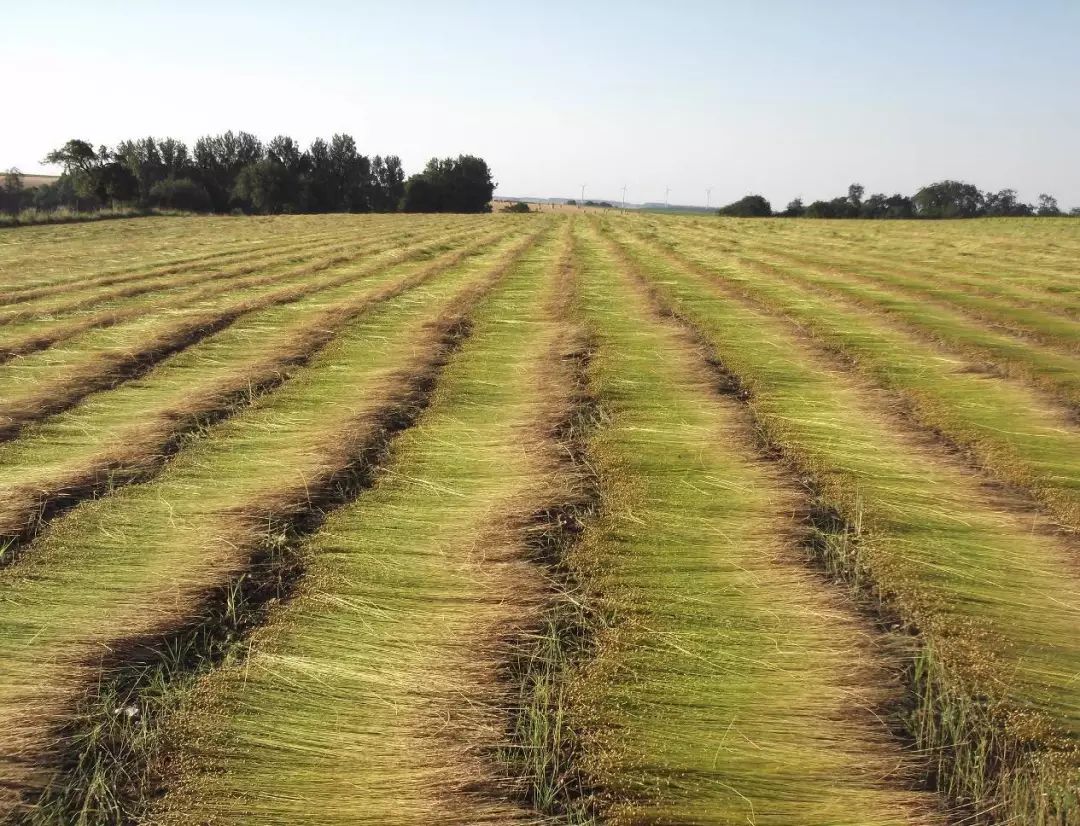 theory欢迎来到亚麻季