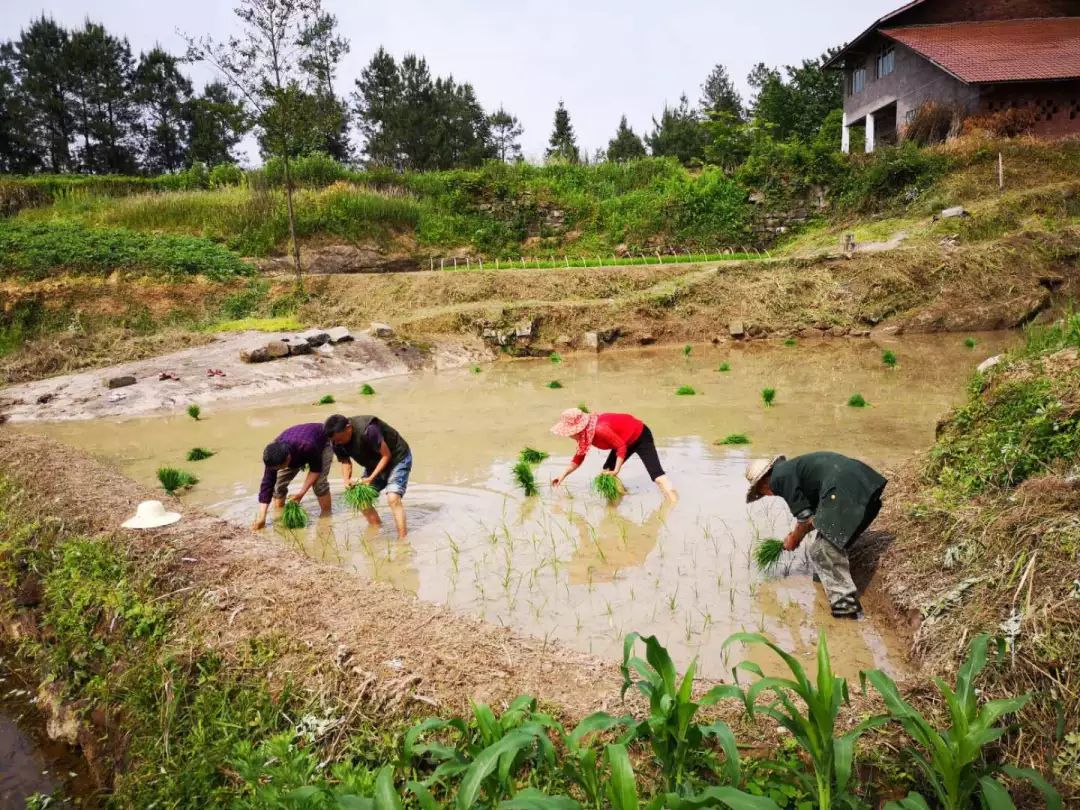 《达州日报》通川区200名党员田间地头助农耕_种植