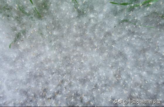 合肥3年更新短截杨树1万多株 有些地方仍漫天飞絮行人"全副武装"_杨絮