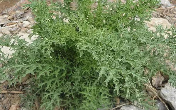 农村"抗癌草"比金银花强100倍,可杀死"癌细胞",只要几块钱!