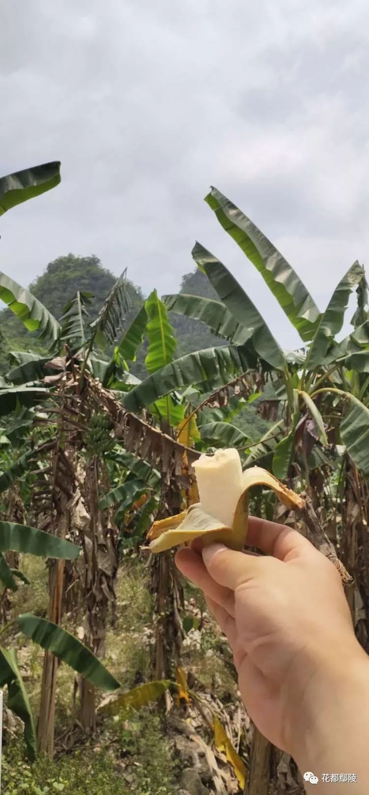 鄢陵人万里骑行东南亚,第22天,休整_芭蕉