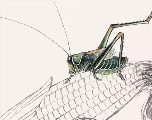 零基础工笔画蝈蝈的工笔技法