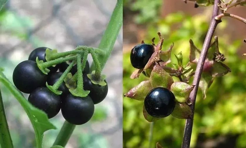 夏季常見8種劇毒植物,每種都能要人命,看見了請遠離!